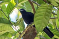 Purple-throated Fruitcrow Querula purpurata