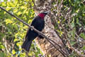 Purple-throated Fruitcrow Querula purpurata