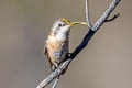 Purple-throated Woodstar Philodice mitchellii