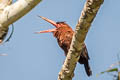 Purus Jacamar Galbalcyrhynchus purusianus