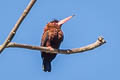 Purus Jacamar Galbalcyrhynchus purusianus