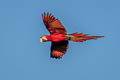 Red-and-green Macaw Ara chloropterus (Green-winged Macaw)