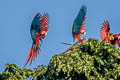 Red-and-green Macaw Ara chloropterus (Green-winged Macaw)