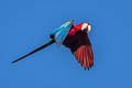 Red-and-green Macaw Ara chloropterus (Green-winged Macaw)