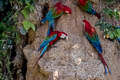 Red-and-green Macaw Ara chloropterus (Green-winged Macaw)