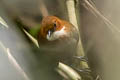 Red-and-white Antpitta Grallaria erythroleuca