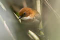 Red-and-white Antpitta Grallaria erythroleuca