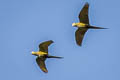 Red-bellied Macaw Orthopsittaca manilatus