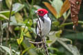 Red-capped Cardinal Paroaria gularis gularis