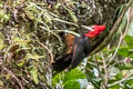 Red-necked Woodpecker Campephilus rubricollis trachelopyrus