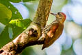 Red-stained Woodpecker Veniliornis affinis hilaris