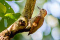 Red-stained Woodpecker Veniliornis affinis hilaris