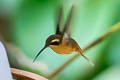 Reddish Hermit Phaethornis ruber nigricinctus 