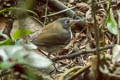 Ringed Antpipit Corythopis torquatus torquatus