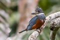 Ringed Kingfisher Megaceryle torquata torquata