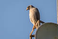 Roadside Hawk Rupornis magnirostris occiduus