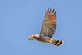 Roadside Hawk Rupornis magnirostris occiduus