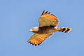 Roadside Hawk Rupornis magnirostris occiduus