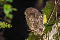 Rufescent Screech Owl Megascops ingens ingens