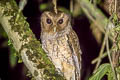 Rufescent Screech Owl Megascops ingens ingens