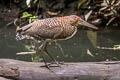 Rufescent Tiger Heron Tigrisoma lineatum lineatum 