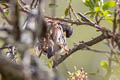 Rufous-backed Inca Finch Incaspiza personata