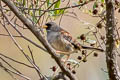 Rufous-backed Inca Finch Incaspiza personata