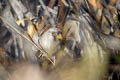 Rufous-backed Inca Finch Incaspiza personata