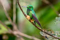 Rufous-booted Racket-tail Ocreatus addae addae