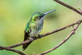 Rufous-booted Racket-tail Ocreatus addae addae