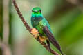 Rufous-booted Racket-tail Ocreatus addae addae