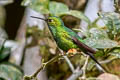 Rufous-booted Racket-tail Ocreatus addae addae