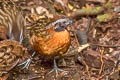 Rufous-breasted Wood Quail Odontophorus speciosus speciosus