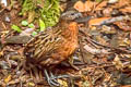 Rufous-breasted Wood Quail Odontophorus speciosus speciosus