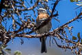 Rufous-breasted Chat-Tyrant Ochthoeca rufipectoralis centralis