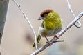 Rufous-browed Peppershrike Cyclarhis gujanensis saturata 