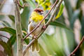 Rufous-browed Peppershrike Cyclarhis gujanensis saturata 