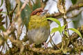 Rufous-browed Peppershrike Cyclarhis gujanensis contrerasi 