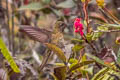 Rufous-capped Thornbill Chalcostigma ruficeps