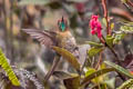 Rufous-capped Thornbill Chalcostigma ruficeps