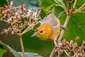 Rufous-chested Tanager Thlypopsis ornata macropteryx