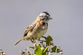 Rufous-collared Sparrow Zonotrichia capensis huancabambae