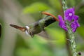 Rufous-crested Coquette Lophornis delattrei delattrei