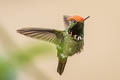 Rufous-crested Coquette Lophornis delattrei delattrei