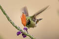 Rufous-crested Coquette Lophornis delattrei delattrei