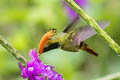 Rufous-crested Coquette Lophornis delattrei delattrei