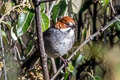 Rufous-eared Brushfinch Atlapetes rufigenis