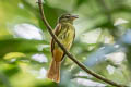 Rufous-tailed Flatbill Ramphotrigon ruficauda