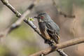 Rufous-tailed Tyrant Knipolegus poecilurus peruanus