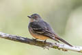 Rufous-tailed Tyrant Knipolegus poecilurus peruanus